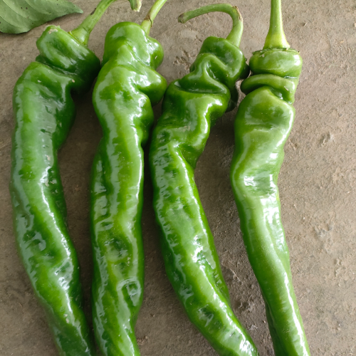 高原夏菜甘肃产区